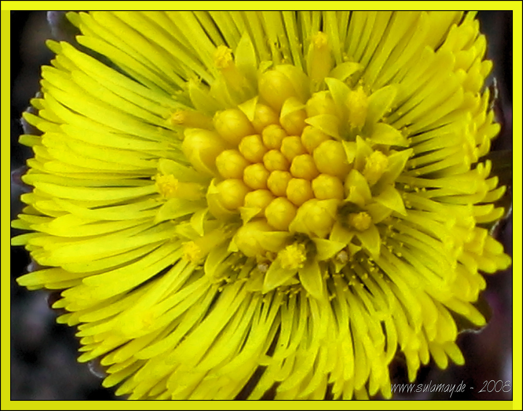 Coltsfoot